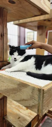 Healthy Paws, business photo 4